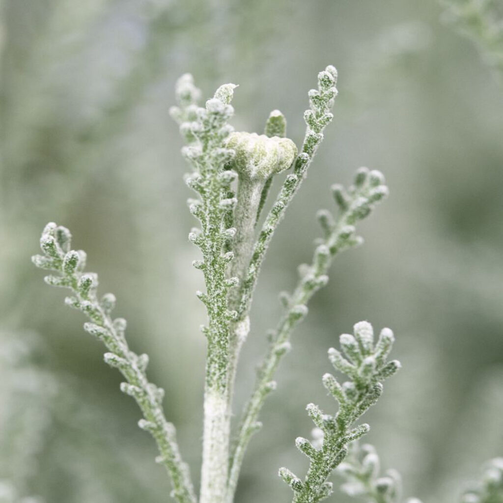 progettazione di giardini