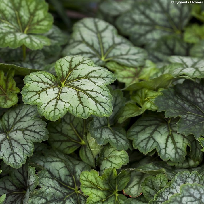 Heuchera 'Marble Silver'