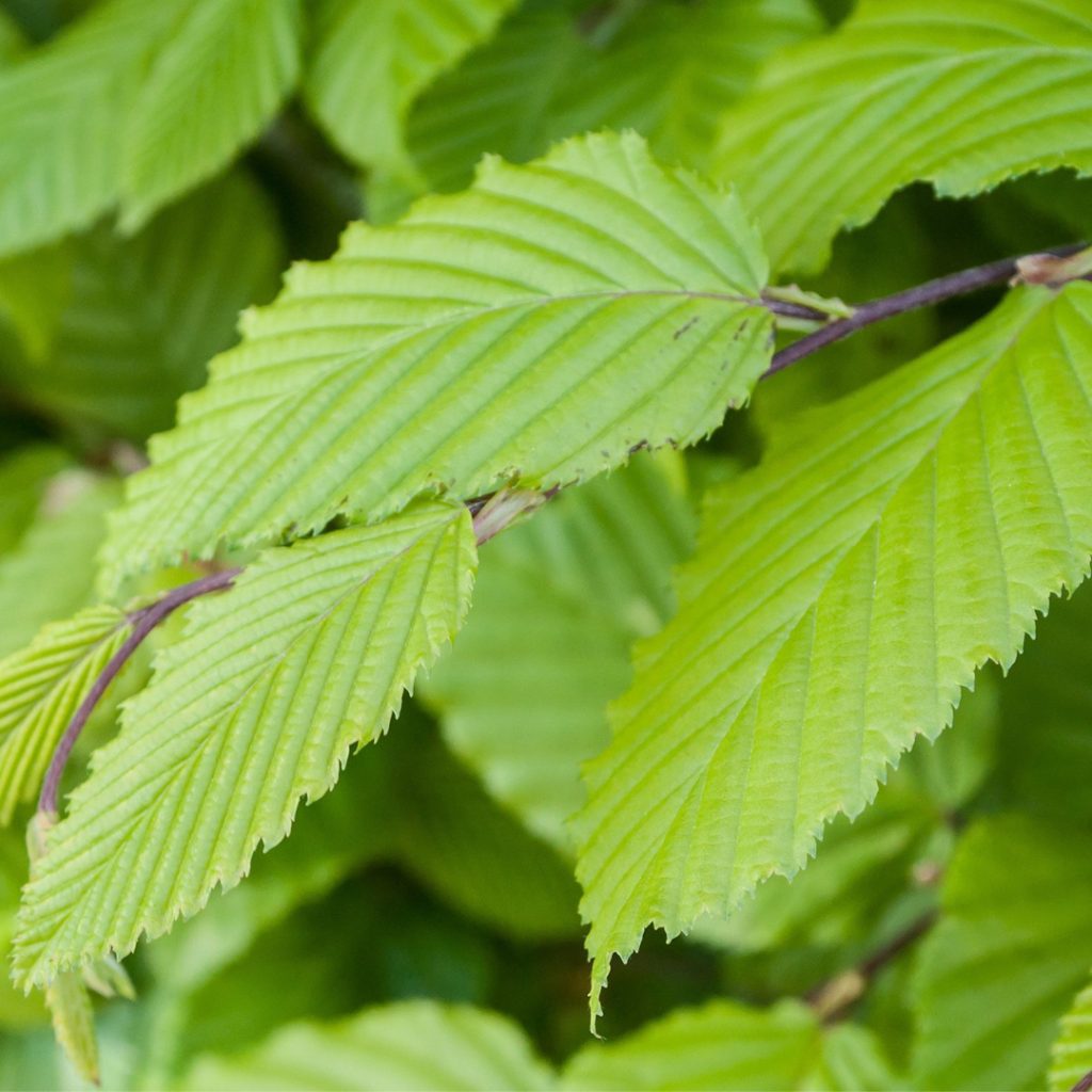 Carpinus betulus