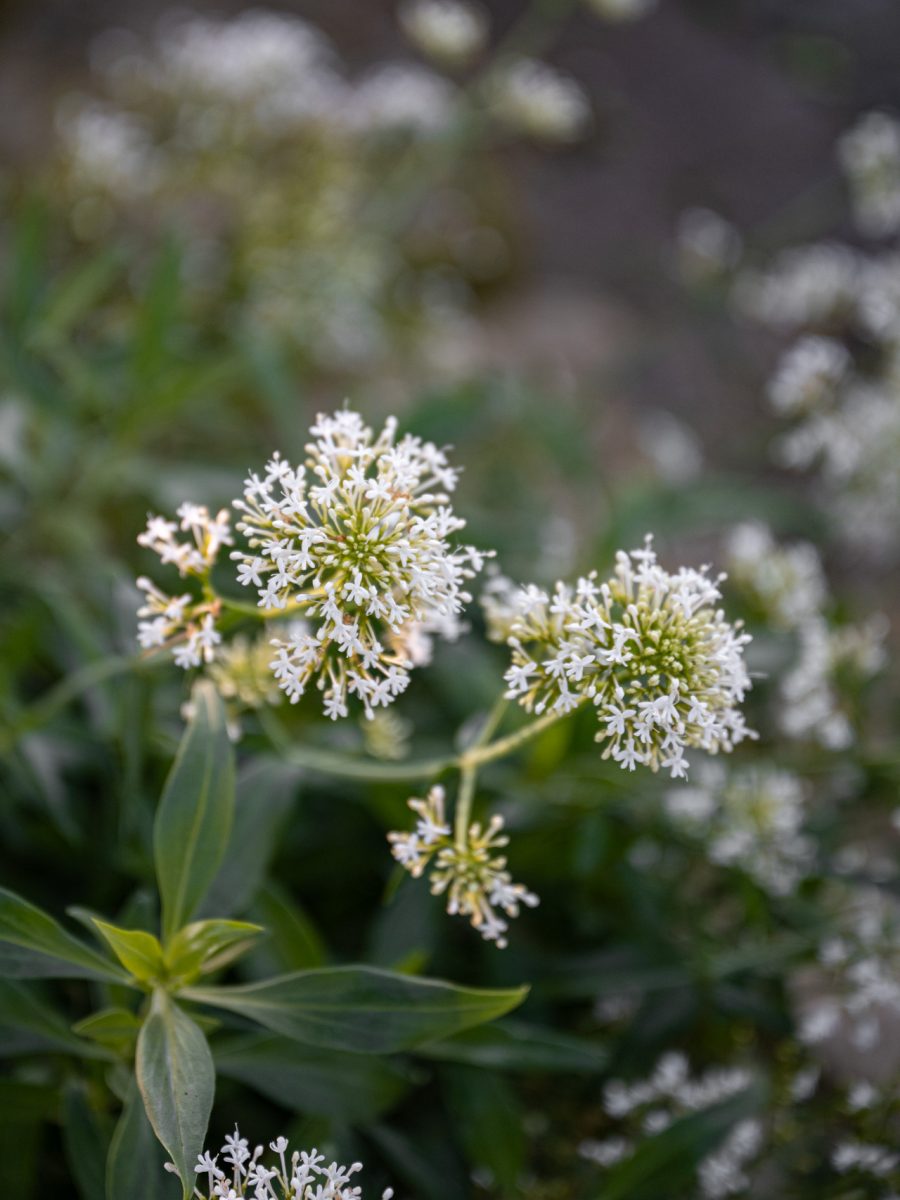 Fiori bianchi di Centranthus ruber ‘Albus’ nella bordura dry garden di Villa Silvia.