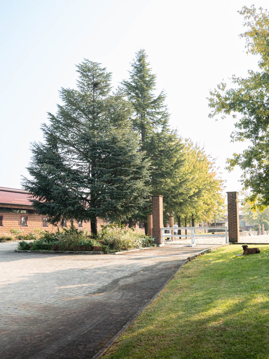 Ingresso di Villa Silvia in Piemonte, con bordura fiorita sotto i grandi cedri e area equestre adiacente.