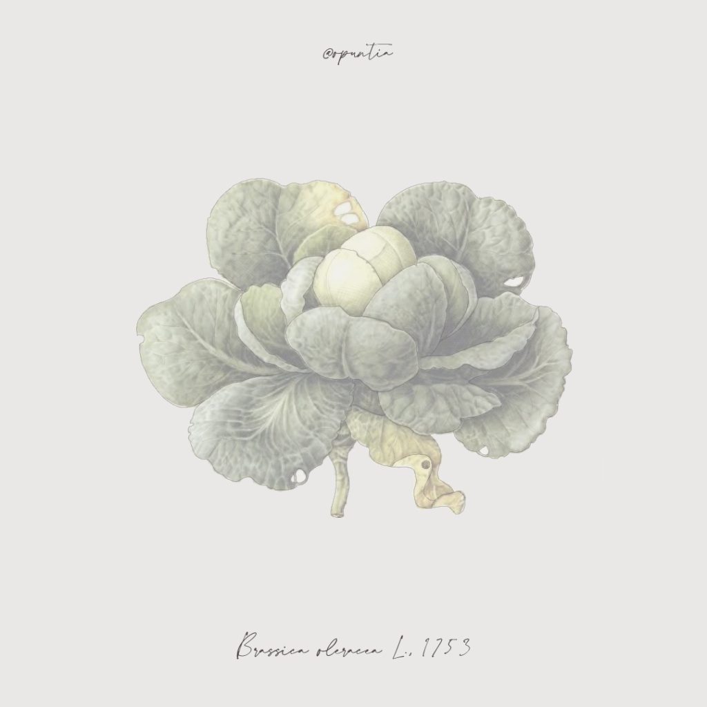 Illustrazione botanica di Brassica oleracea, un cavolo invernale dalle foglie ampie e scultoree, parte del tema orto-giardino progettato da Opuntia.