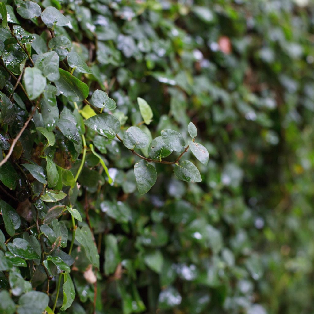 Ficus pumila che ricopre un muro con il suo fogliame verde lucido dopo la pioggia.