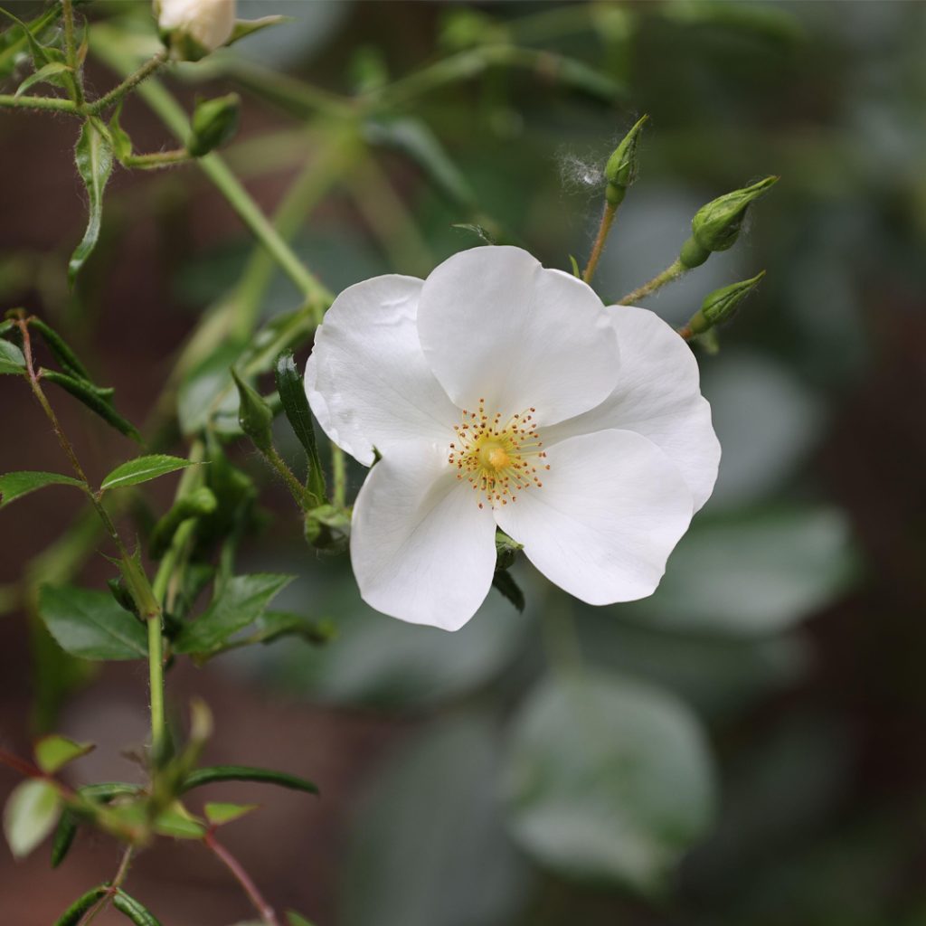 Rosa bianca a fiore semplice con centro giallo, fotografata in un giardino con boccioli e foglie verdi.