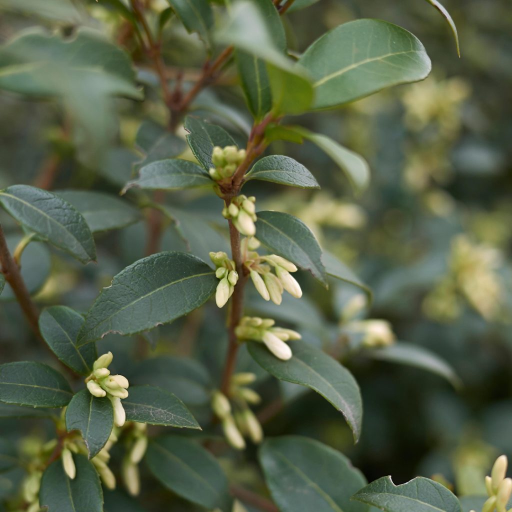 Dettaglio di Osmanthus × burkwoodii, sempreverde compatto usato nella progettazione del giardino
