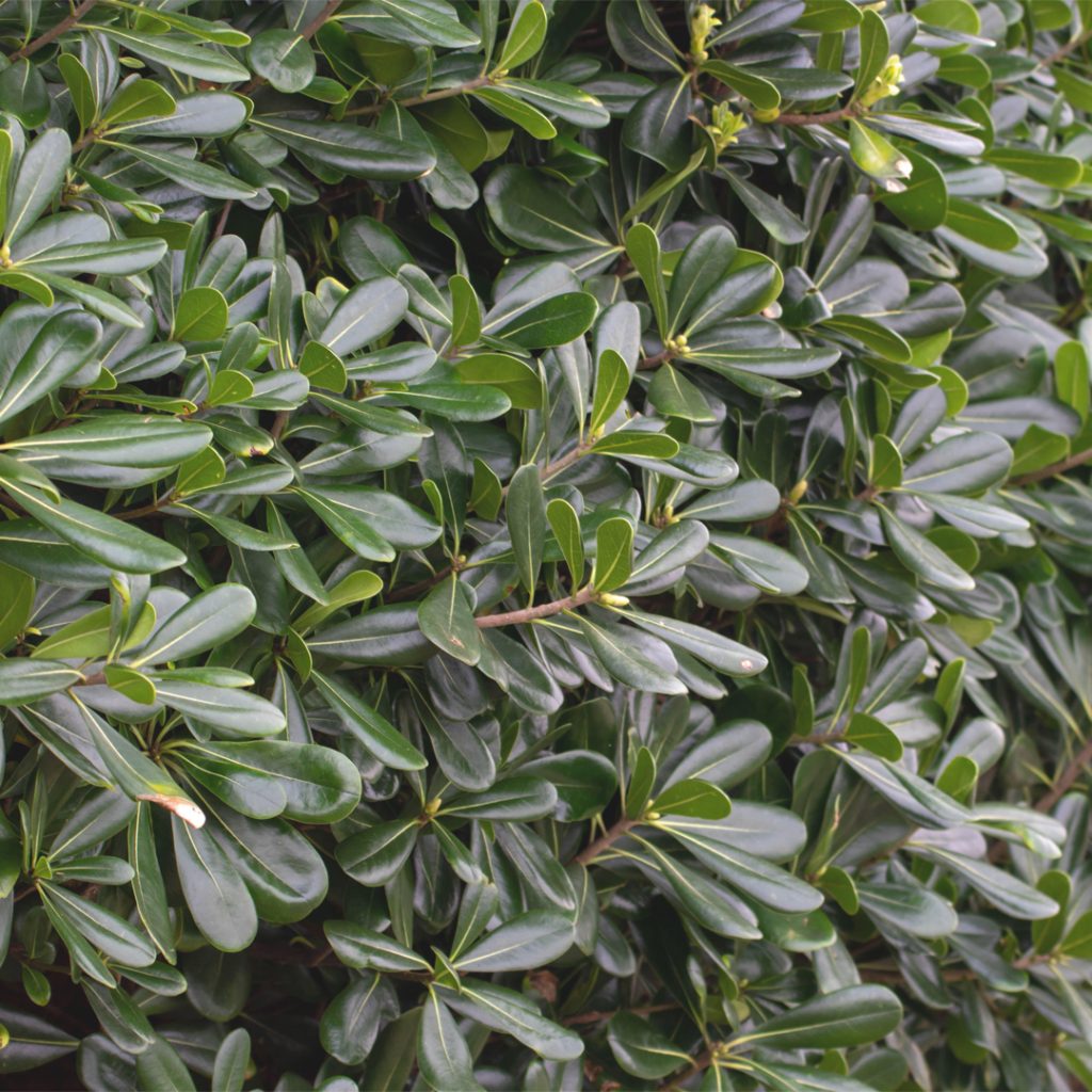 Fogliame di Pittosporum tobira utilizzato per siepi sempreverdi in giardino