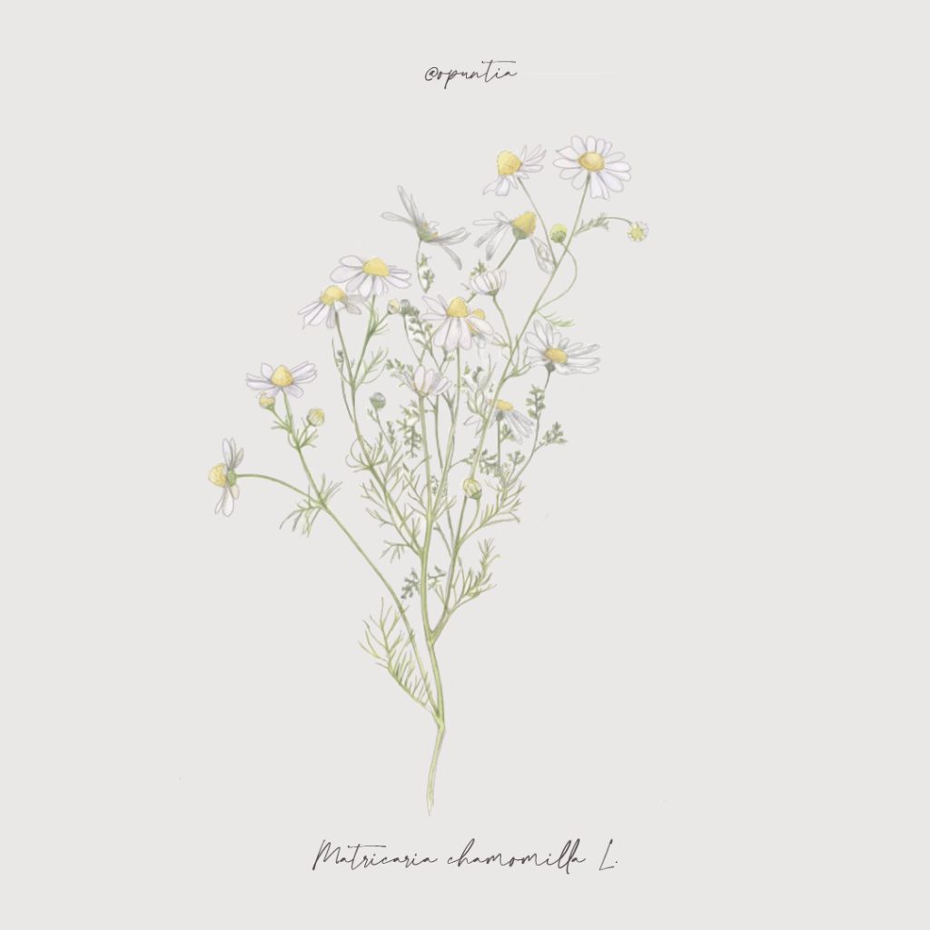 Illustrazione botanica di Matricaria chamomilla (camomilla), pianta officinale per giardini naturali