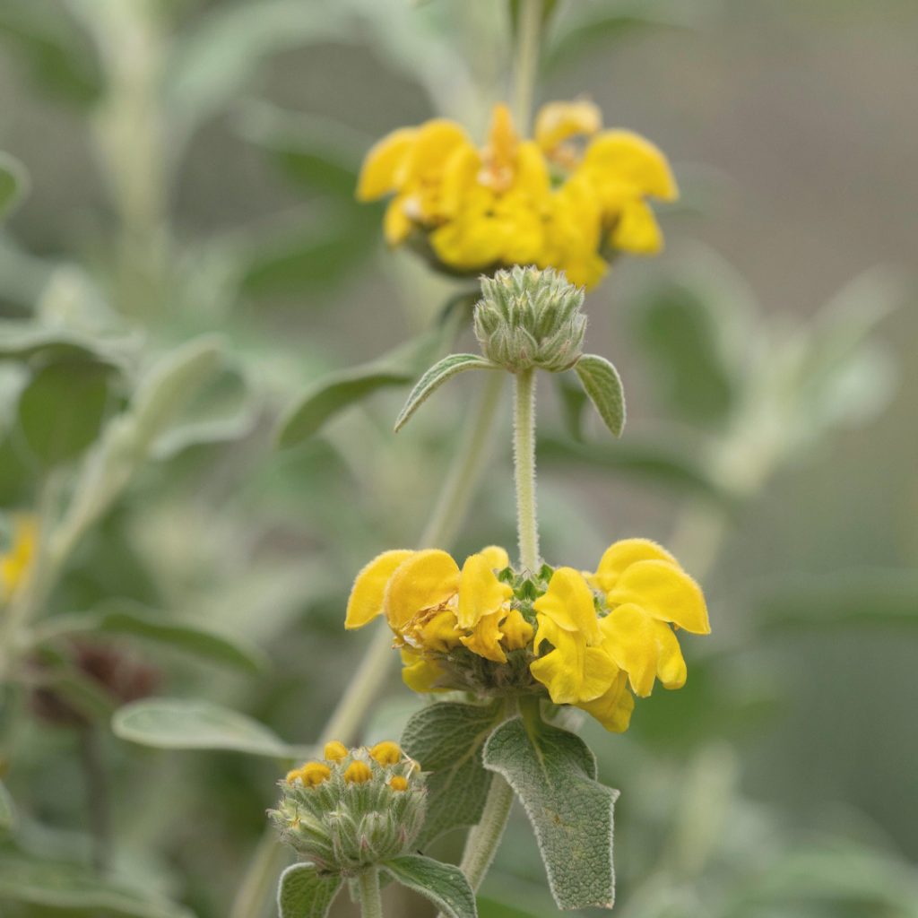 Fiore giallo di Phlomis fruticosa, pianta mediterranea ornamentale per giardini