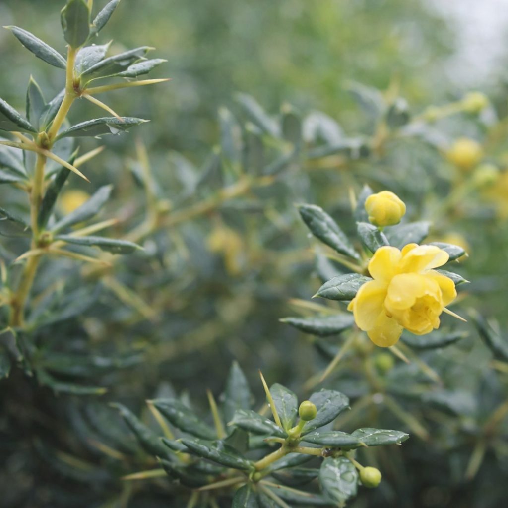 Berberis × frikartii ‘Amstelveen’ con fioritura gialla in un giardino contemporaneo di montagna progettato da Opuntia
