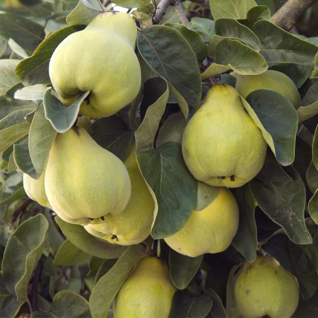 Cydonia oblonga cotogno con frutti maturi sull’albero in giardino – albero ornamentale utilizzato nella progettazione paesaggistica