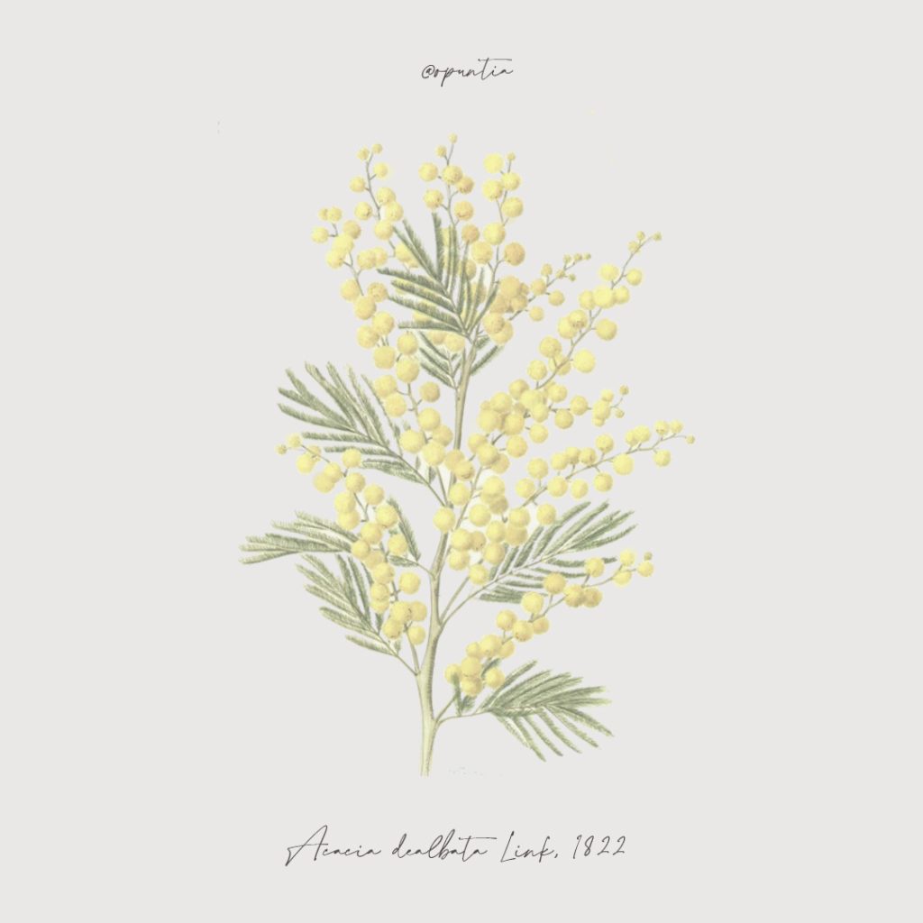 Acacia dealbata (mimosa) illustrazione botanica della fioritura nel giardino mediterraneo