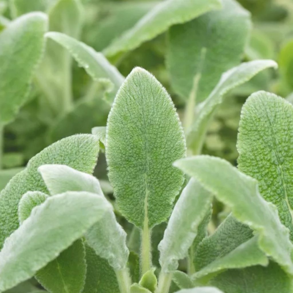 Stachys byzantina foglie argentee vellutate texture nel giardino mediterraneo