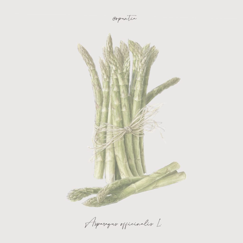 Asparagus officinalis nell’orto ornamentale contemporaneo, pianta produttiva con valore ornamentale nelle bordure del giardino