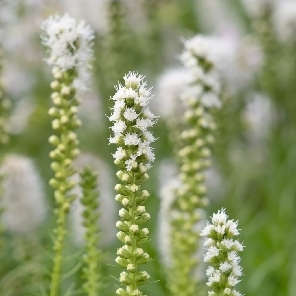 Fioritura bianca di Liatris spicata ‘Alba’ in una bordura di giardino contemporaneo progettato da Opuntia