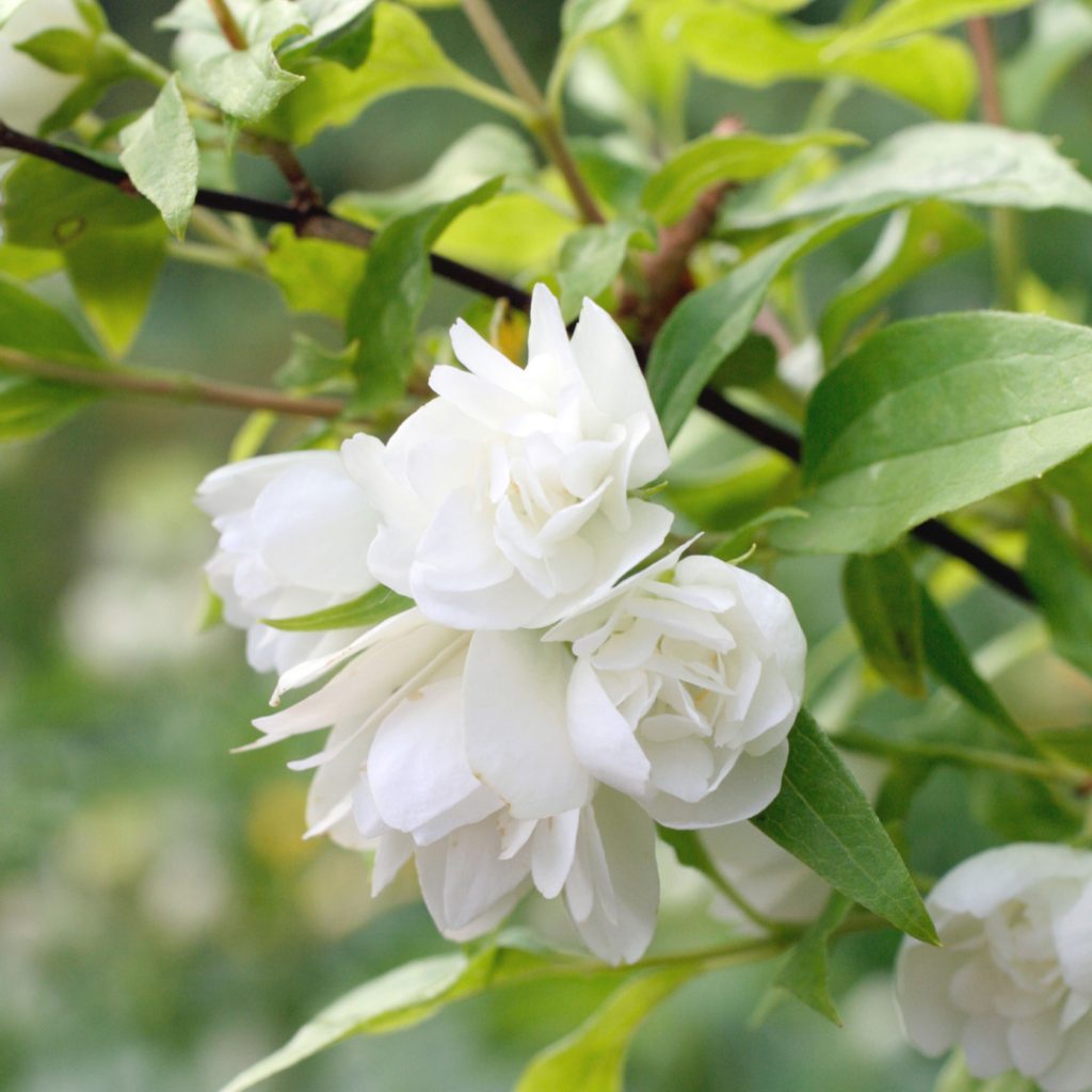 Philadelphus × virginalis arbusto profumato in fioritura inserito in una bordura del giardino contemporaneo