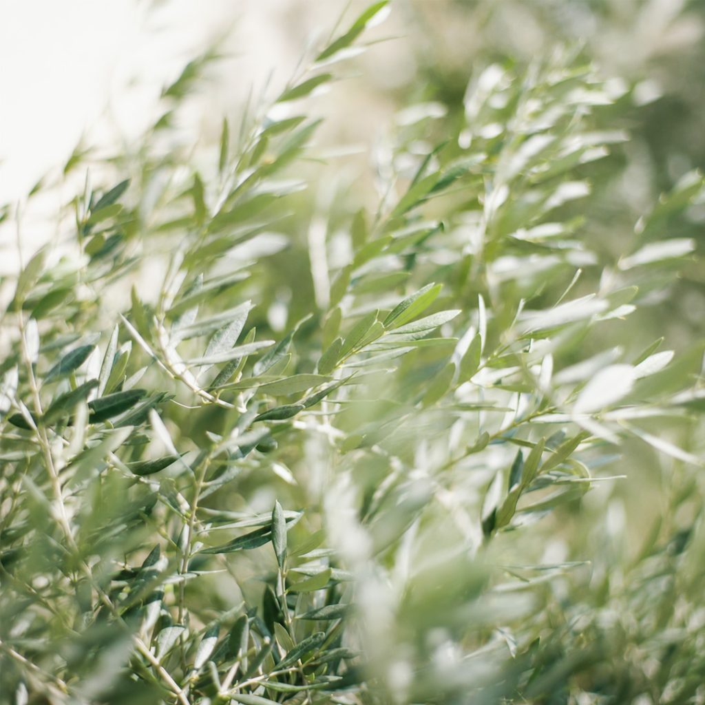 Foglie di Olea europaea illuminate dalla luce nel giardino mediterraneo contemporaneo