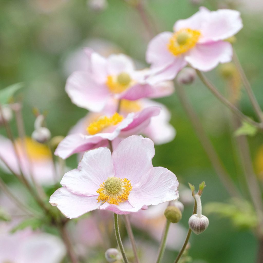 Anemone × hybrida ‘Richard Ahrens’ in una bordura di giardino contemporaneo