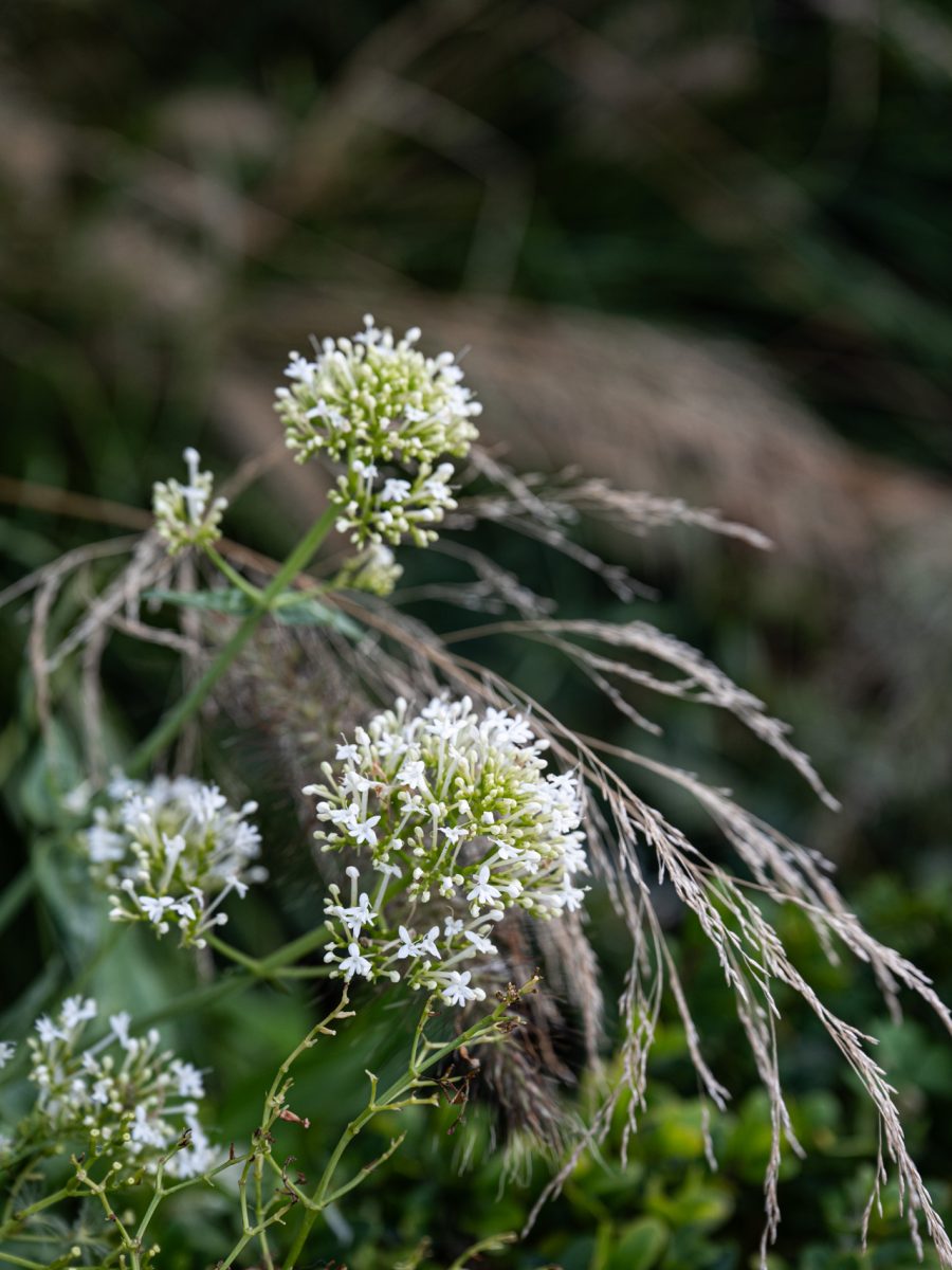 Fiori bianchi di Centranthus ruber ‘Albus’ tra le spighe di Deschampsia in una bordura dry garden autunnale.