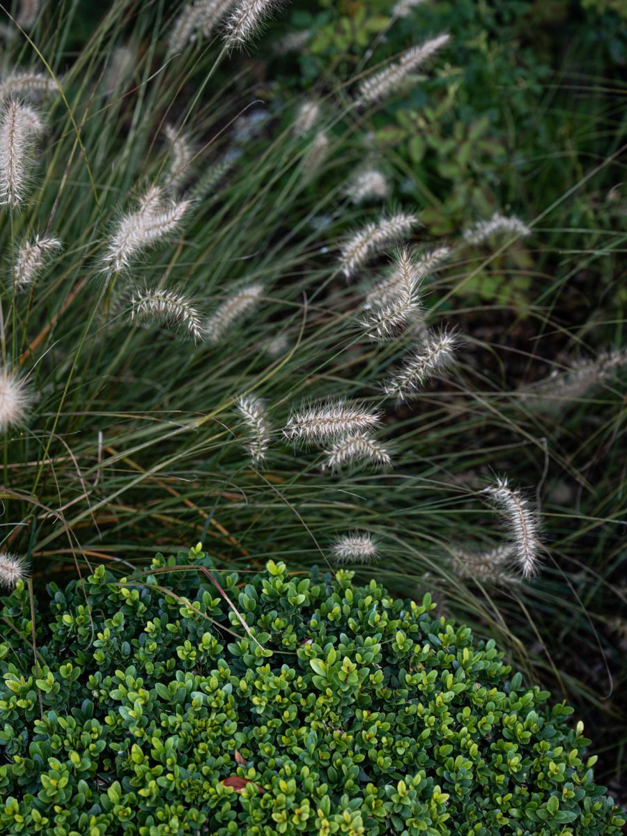 Sfera di Ilex crenata accostata alle spighe di Pennisetum alopecuroides ‘Hameln’ in una bordura dry garden.