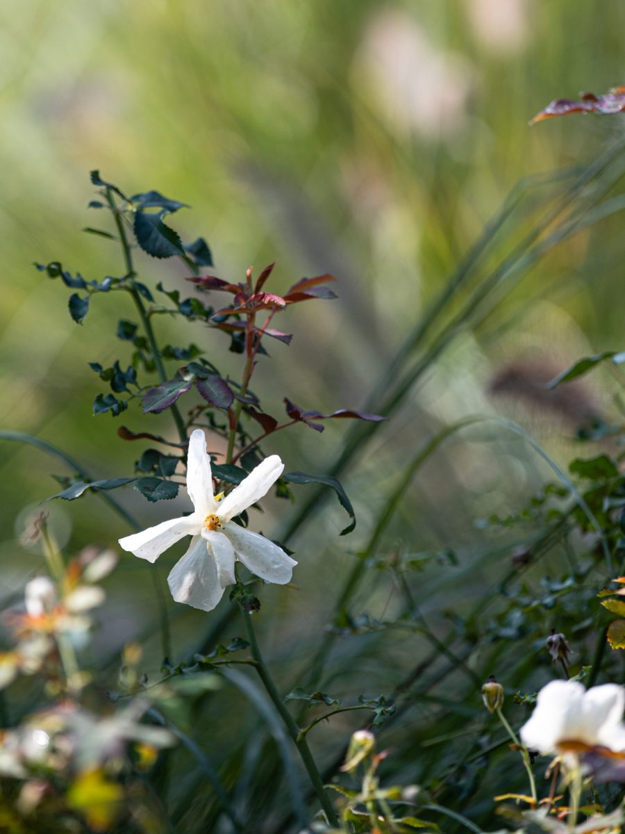 Fiore bianco di Rosa ‘Kew Gardens’ nella bordura dry garden della tenuta equestre.