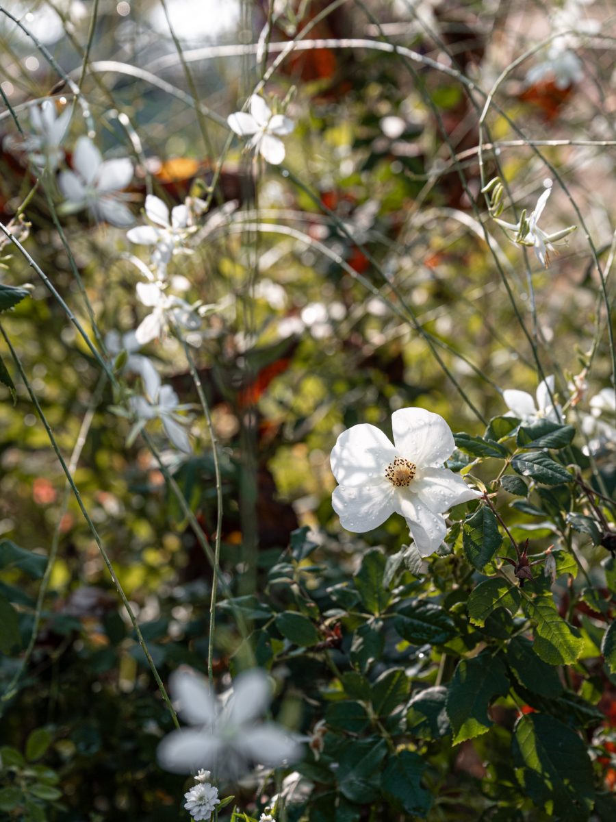 Rosa ‘Kew Gardens’ e Gaura lindheimeri ‘Candida’ in fiore nella bordura dry garden della tenuta equestre in autunno.