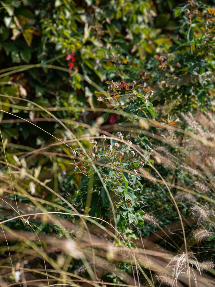Boccioli di Rosa ‘Kew Gardens’ tra Gaura e Pennisetum, nella bordura dry garden della tenuta equestre.
