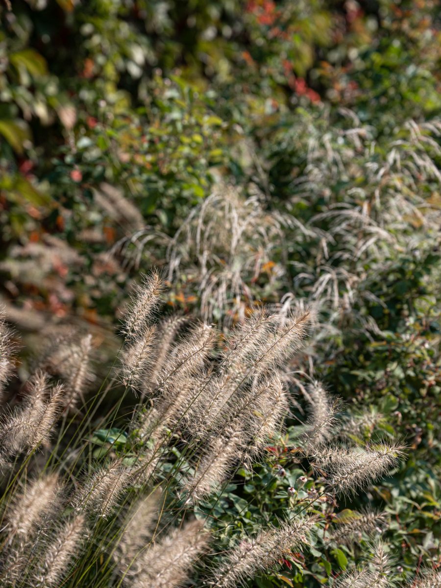 Bordura dry garden autunnale con Pennisetum, Deschampsia e rose, davanti alla vite americana dalle sfumature rosse e verdi.