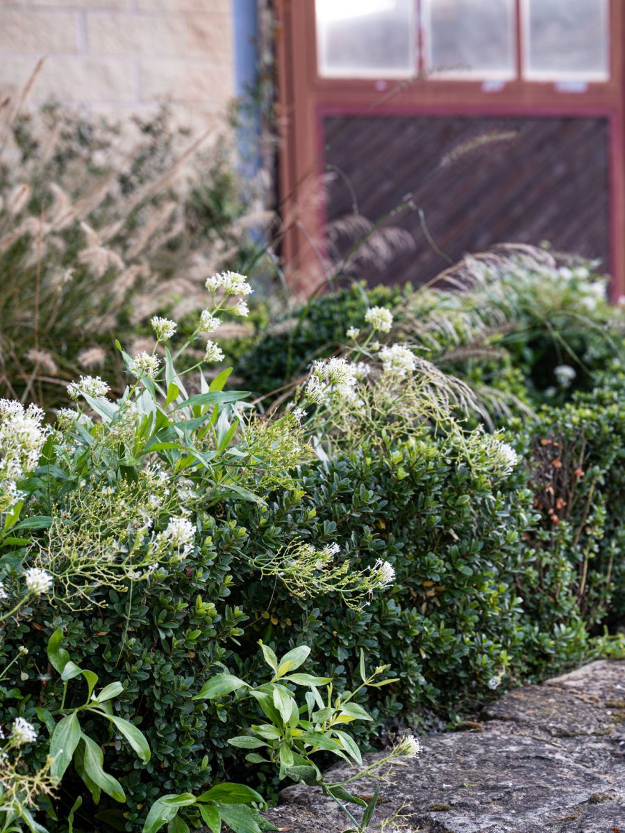 Bordura formale dry garden accanto alla scuderia, con siepe bassa di Ilex crenata, Centranthus ruber ‘Albus’, Pennisetum e piante perenni.