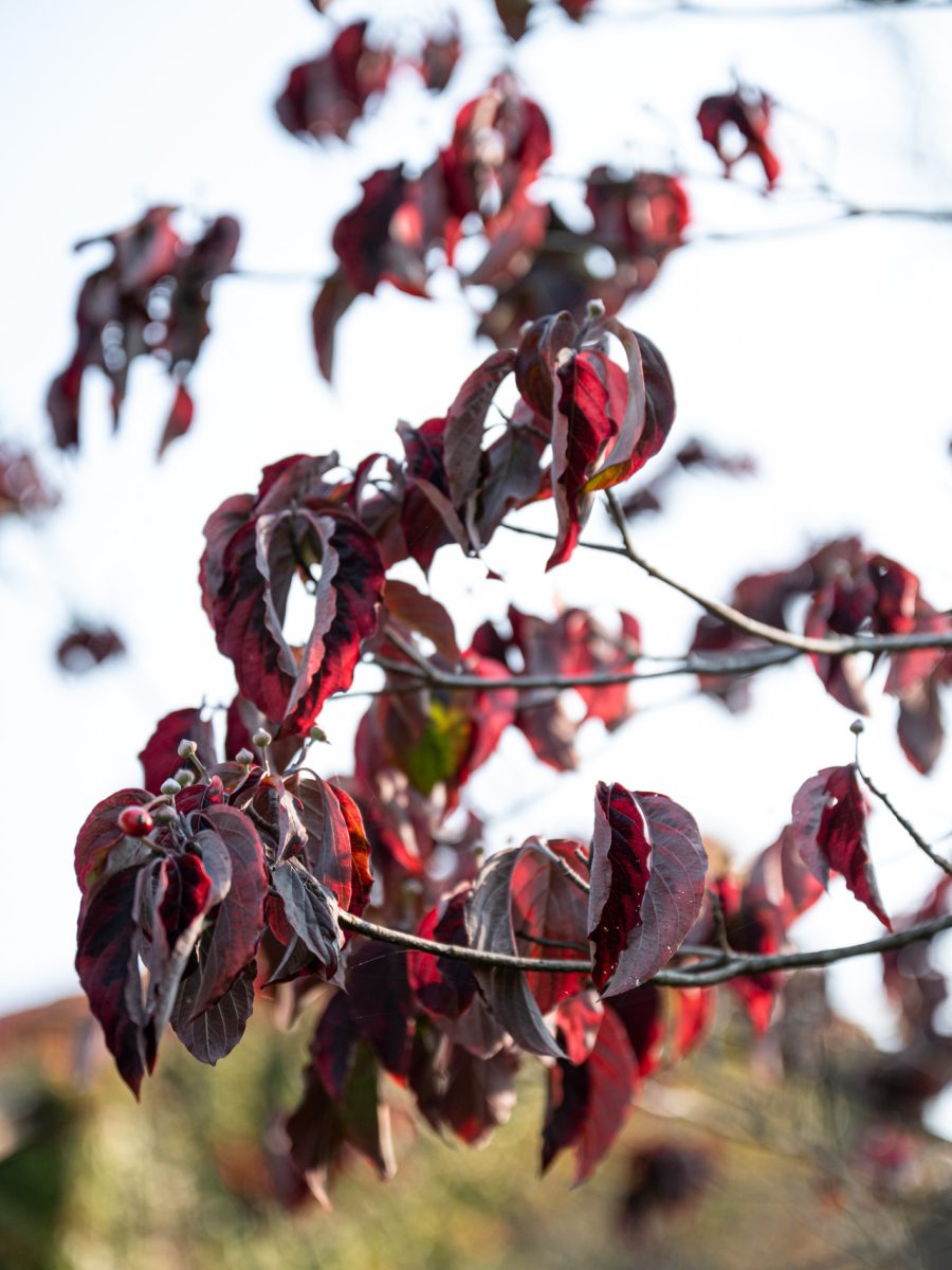 Foglie rosso porpora di Cornus nel giardino autunnale di una tenuta equestre con ospitalità di charme in Piemonte.