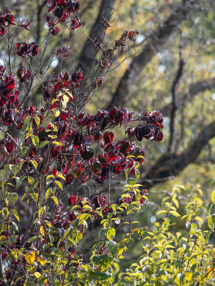 Fogliame rosso del Cornus e foglie dorate di Philadelphus nel giardino autunnale di uno château relais.
