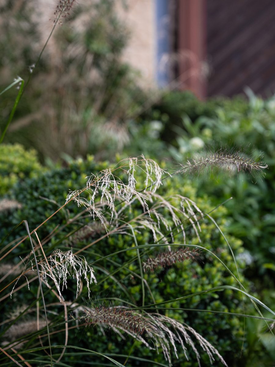 Infiorescenze di Deschampsia caespitosa e Pennisetum davanti alle forme di Ilex crenata in un dry garden per hotel di lusso.