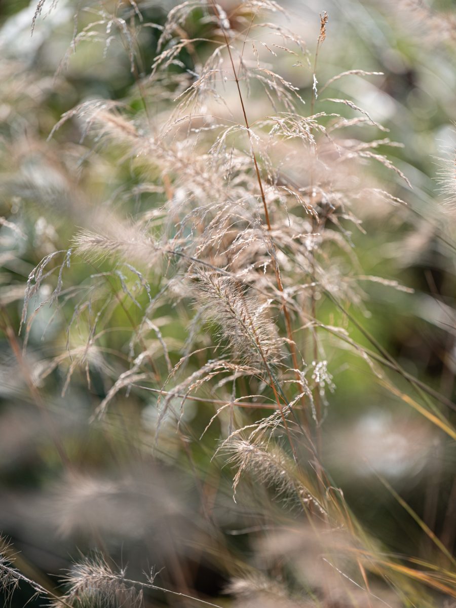 Spighe di Deschampsia caespitosa e Pennisetum ‘Hameln’ nella bordura dry garden dai colori autunnali.