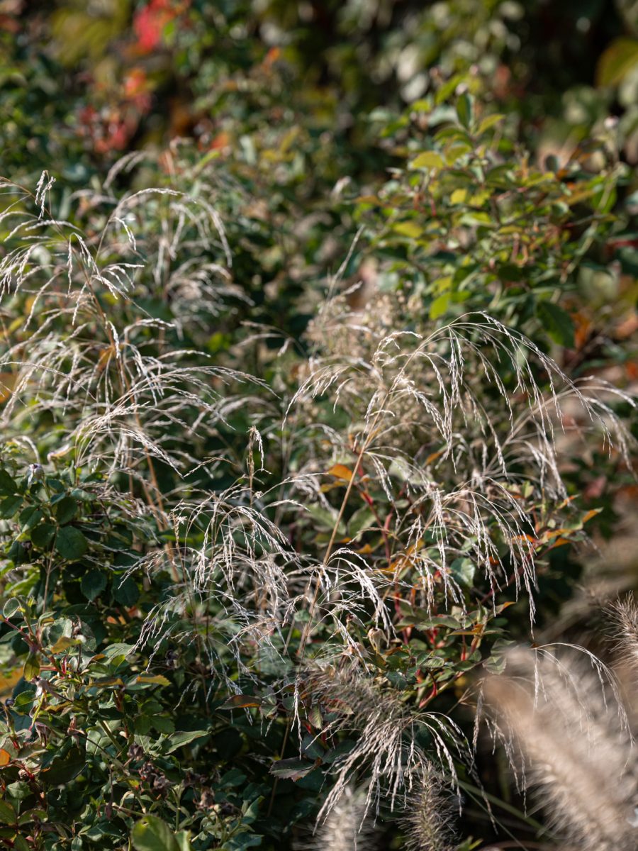 Deschampsia autunnale tra rose inglesi David Austin e spighe di Pennisetum, con vite americana sullo sfondo, nel dry garden della tenuta.
