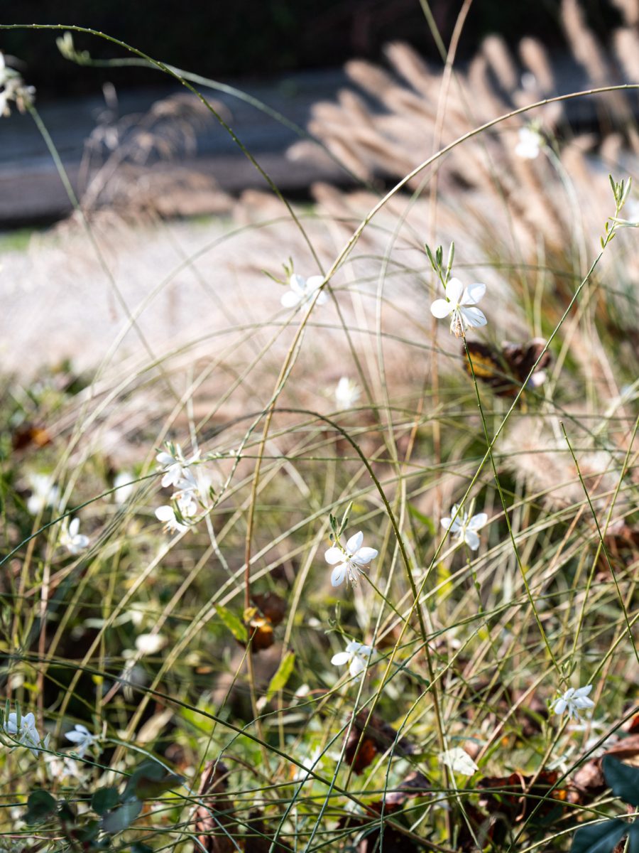 Gaura ‘Candida’ e Pennisetum ‘Hameln’ nella bordura dry garden autunnale di Villa Silvia Sporthorses.