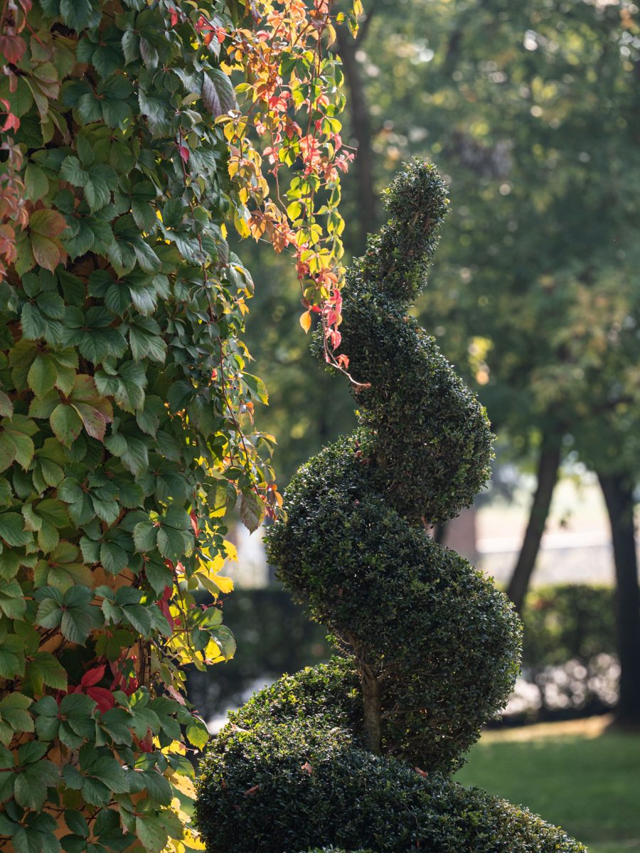 Ilex crenata potato a spirale accanto alla vite americana, Parthenocissus quinquefolia, nei colori dell’autunno.