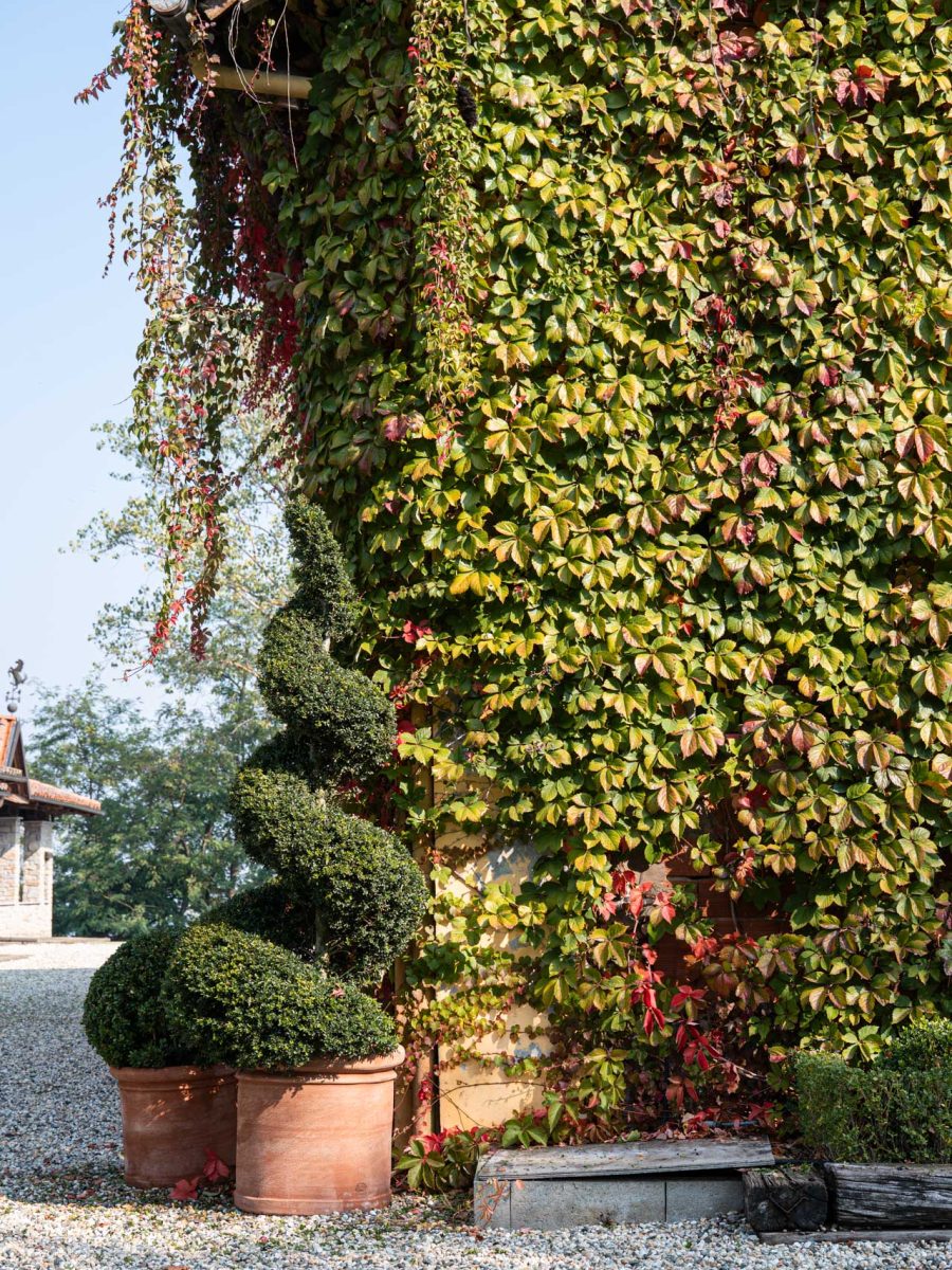 Ilex crenata potati a spirale in vasi di terracotta Ugo Poggi, davanti alla casa rivestita di Parthenocissus quinquefolia.