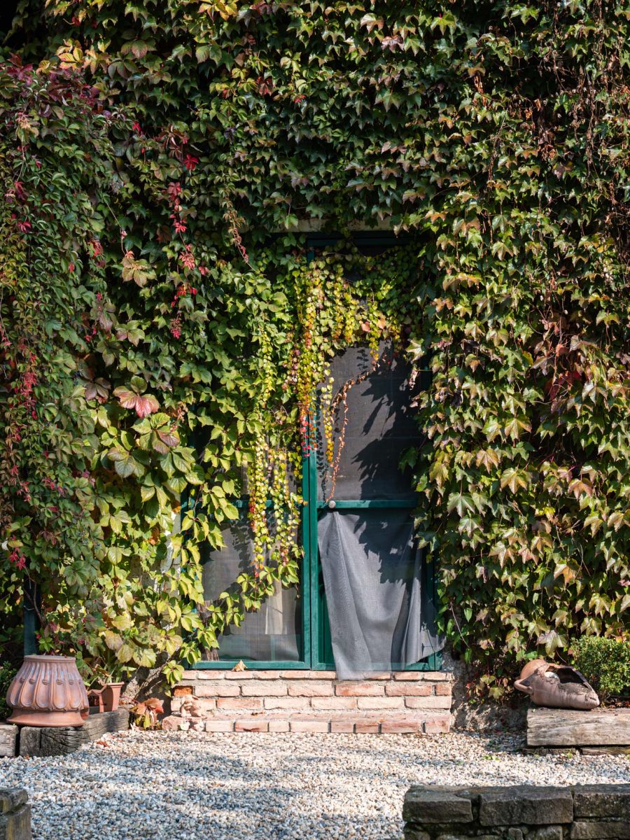 Porta d’ingresso del rudere al centro di Villa Silvia Sporthorses, avvolta dalla vite americana.