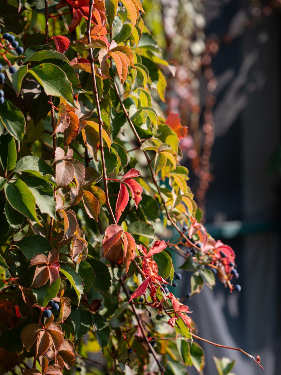 Foglie autunnali e bacche di Parthenocissus quinquefolia nella tenuta equestre di uno château relais in Piemonte.