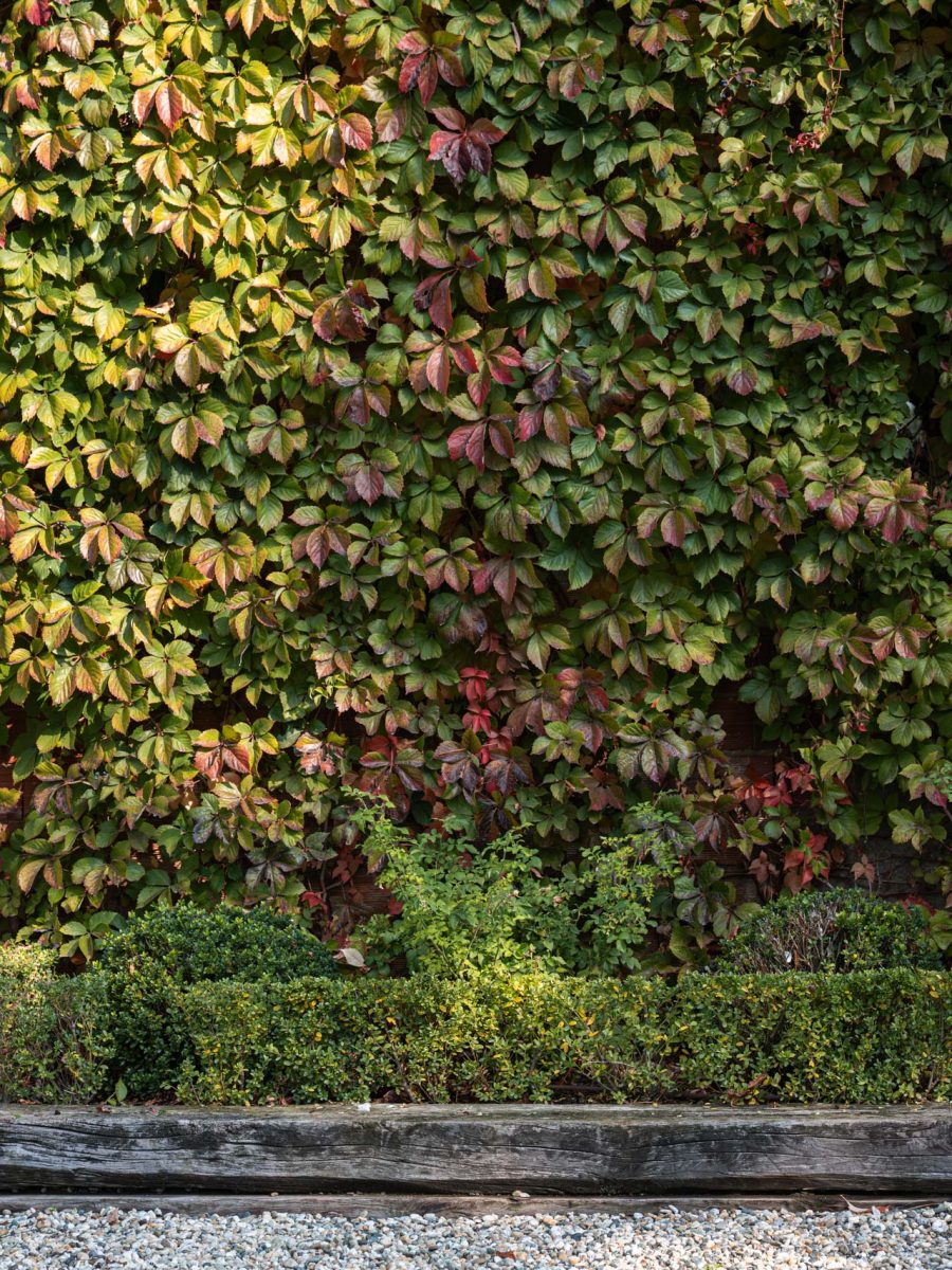Parete di Parthenocissus quinquefolia con bordura dry garden delimitata da una bassa siepe formale di Ilex crenata.