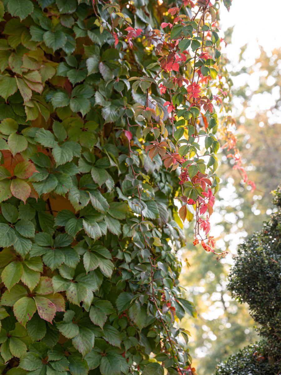 Vite americana, Parthenocissus quinquefolia, con foglie che assumono tonalità rosse sull’edificio avvolto dalla vegetazione in autunno.
