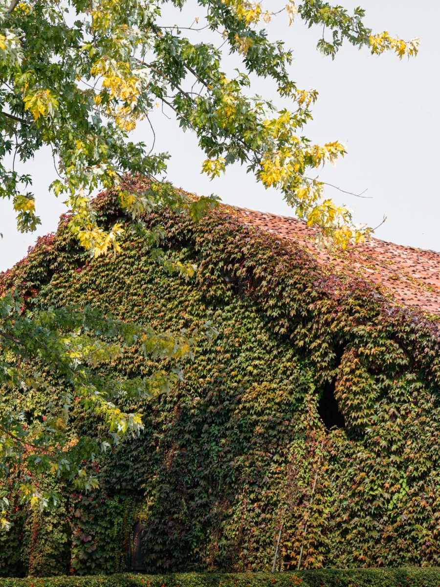 Edificio rurale avvolto da Parthenocissus tricuspidata, con Pyracantha dalle bacche rosse alla base.