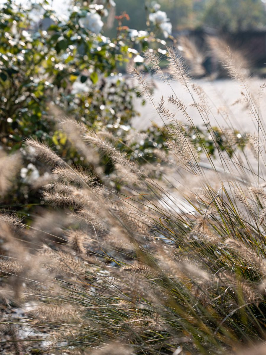 Spighe autunnali di Pennisetum alopecuroides ‘Hameln’ con fiori bianchi di Rosa ‘Iceberg’ sullo sfondo.