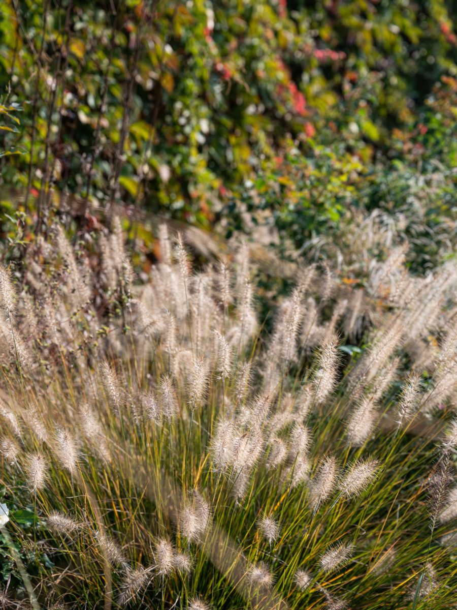Spighe autunnali di Pennisetum ‘Hameln’ nella bordura dry garden, con vite americana sullo sfondo.