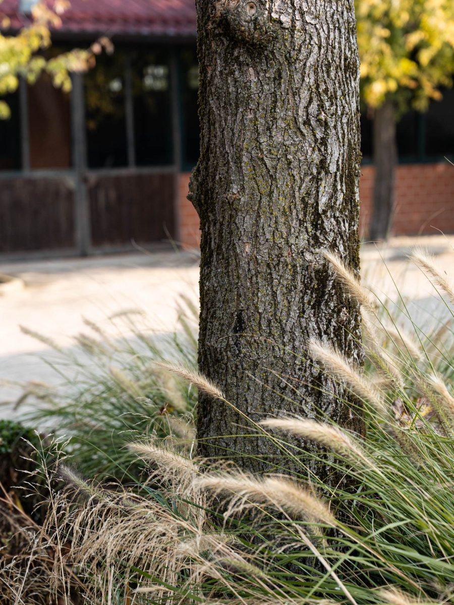 Spighe autunnali di Pennisetum ‘Hameln’ attorno al tronco di Morus alba, con le scuderie sullo sfondo.