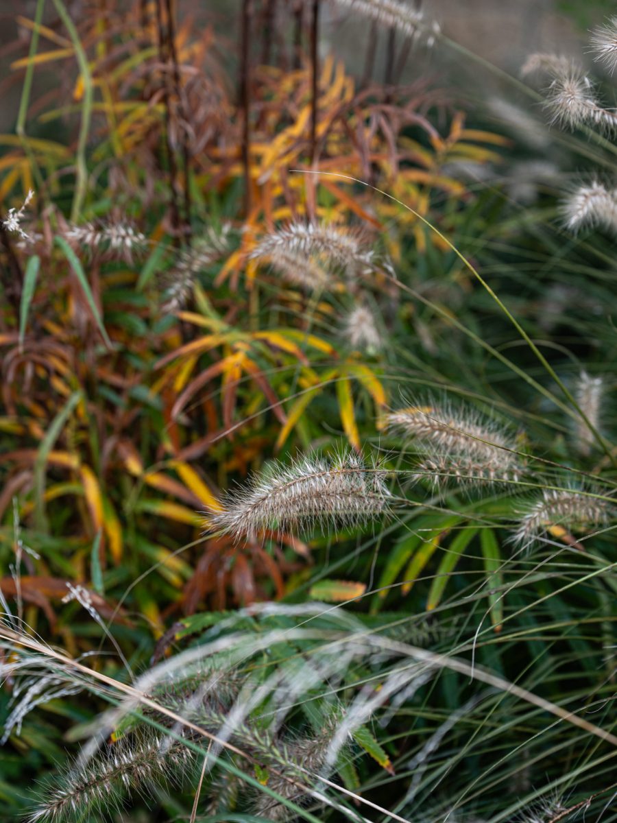 Spighe di Pennisetum tra piante erbacee autunnali nella bordura dry garden in stile inglese di Villa Silvia Sporthorses.