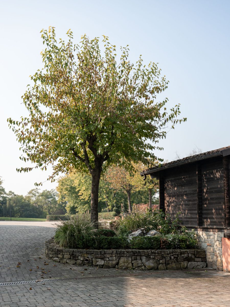 Aiuola in pietra accanto alla casa del custode, con Morus alba, siepe di Ilex crenata, graminacee e piante erbacee perenni.