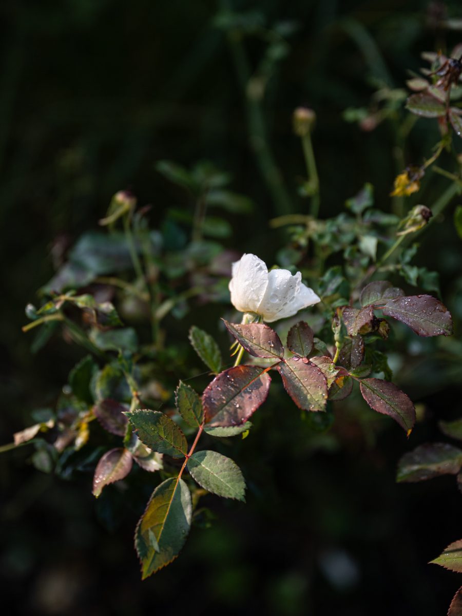 Bocciolo bianco di Rosa ‘Kew Gardens’ appena aperto e coperto di rugiada nel giardino autunnale.