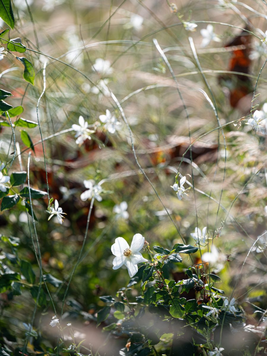 Rosa ‘Kew Gardens’ e Gaura lindheimeri ‘Candida’ nella bordura dry garden autunnale di uno château relais in Piemonte.