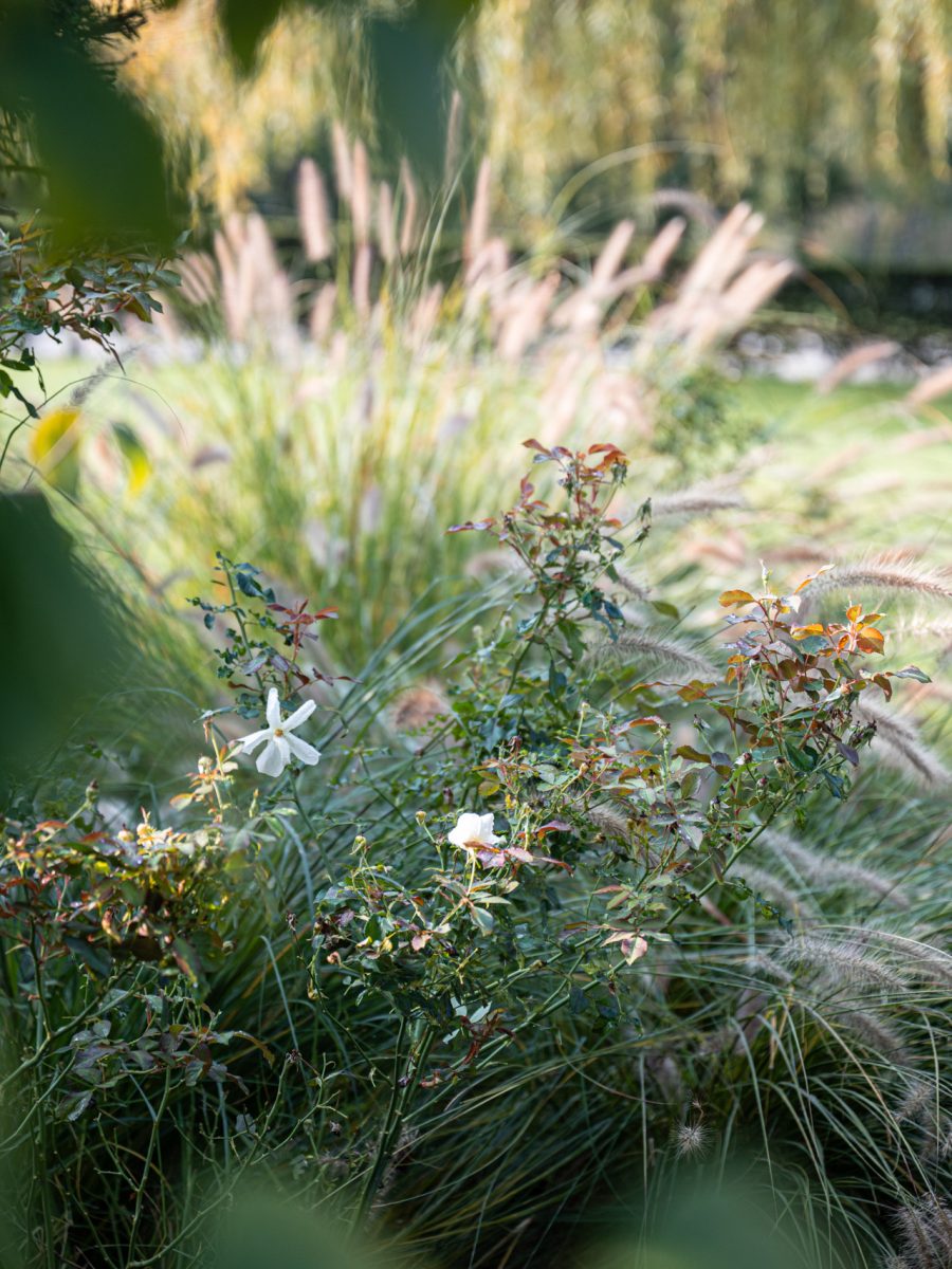 Rosa ‘Kew Gardens’ tra le spighe autunnali di Pennisetum ‘Hameln’ nella bordura dry garden di Villa Silvia Sporthorses.