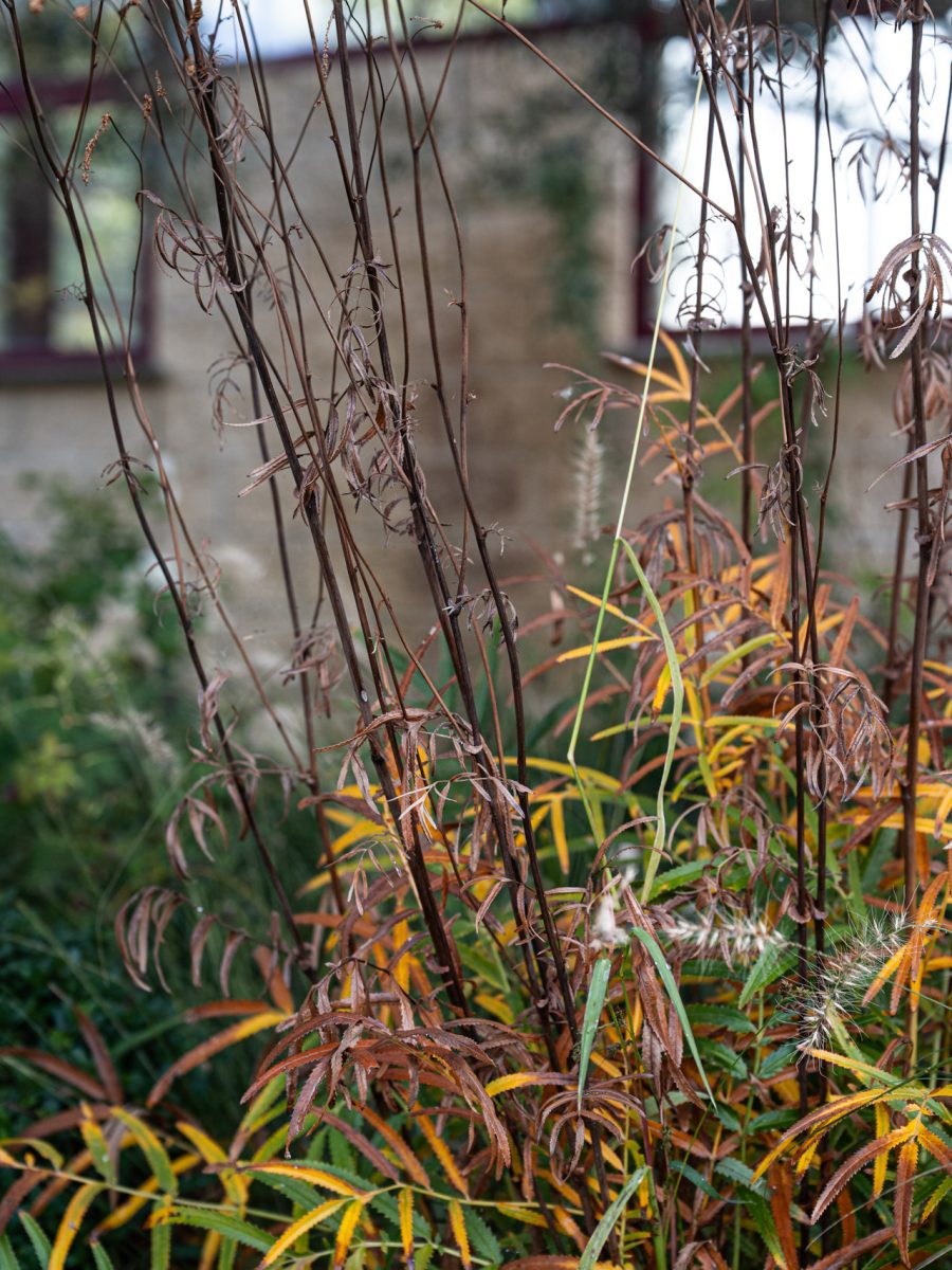 Fogliame autunnale di Sanguisorba officinalis ‘Burr Blanc’ nella bordura dry garden in stile inglese.